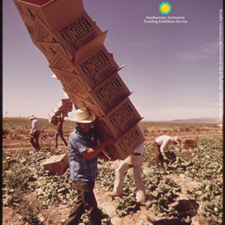 A farmer with a hat carries a towering pile of boxes in an outdoor plant field, other farmers working with the plants in the background.